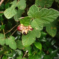 Rubus rugosus Sm.
